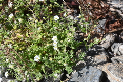 Stellaria dichotoma