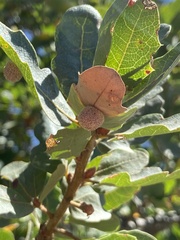 Cynips multipunctata