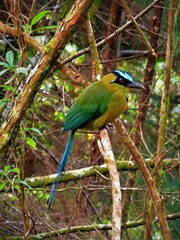 Momotus aequatorialis