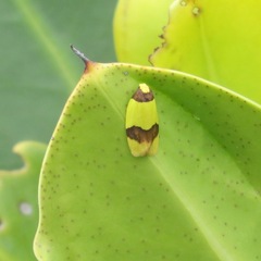 Heterallactis euchrysa