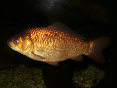 Carassius auratus