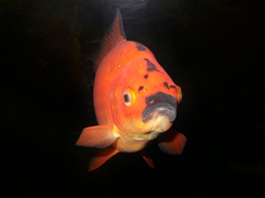 Carassius auratus