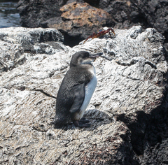 Spheniscus mendiculus