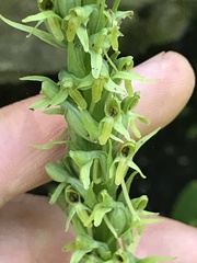 Platanthera limosa