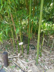 Phyllostachys
