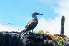 Sula nebouxii excisa