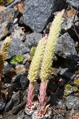 Orostachys spinosa