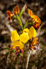 Diuris magnifica