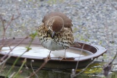 Turdus philomelos clarkei