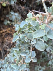 Ceanothus cordulatus