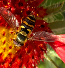 Syrphus opinator