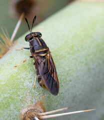 Hermetia subpellucida