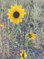 Helianthus exilis
