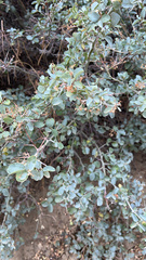 Ceanothus cordulatus