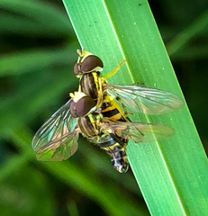 Toxomerus occidentalis