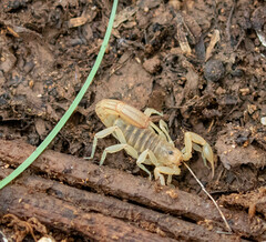 Paravaejovis spinigerus