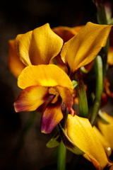 Diuris magnifica