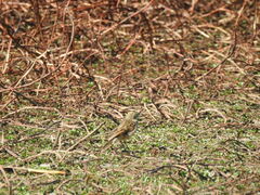 Hymenops perspicillatus