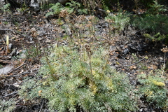 Phlojodicarpus sibiricus