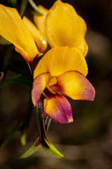 Diuris magnifica