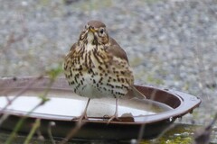 Turdus philomelos clarkei