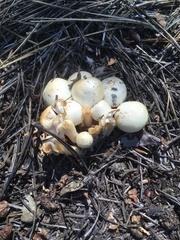 Hygrophorus chrysodon