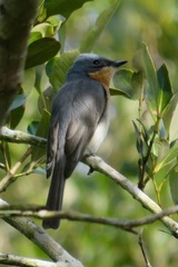 Myiagra rubecula