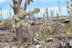 Opuntia galapageia