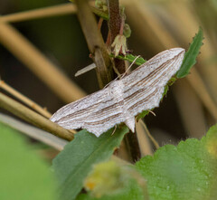 Arcobara multilineata