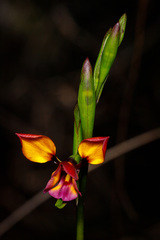 Diuris magnifica