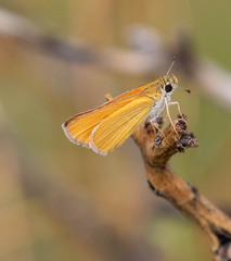 Copaeodes aurantiaca