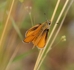 Copaeodes aurantiaca