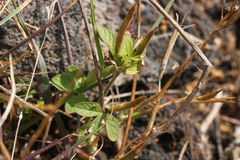 Cleome viscosa