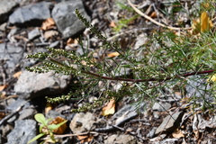 Artemisia commutata