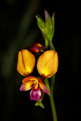 Diuris magnifica