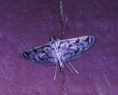 Rhimphalea
