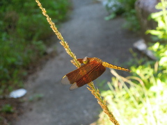 Neurothemis taiwanensis