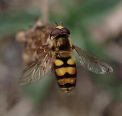 Eupeodes latifasciatus