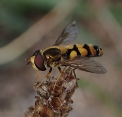 Eupeodes latifasciatus