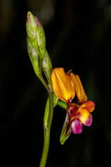 Diuris magnifica