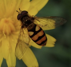 Eupeodes latifasciatus