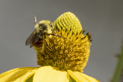 Bombus huntii