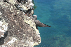 Anous stolidus galapagensis