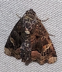 Homophoberia apicosa