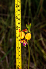 Diuris magnifica