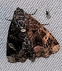Homophoberia apicosa