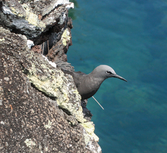 Anous stolidus galapagensis