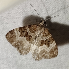 Epirrhoe alternata