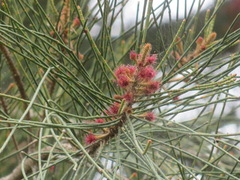Casuarinaceae