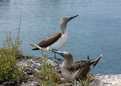 Sula nebouxii excisa